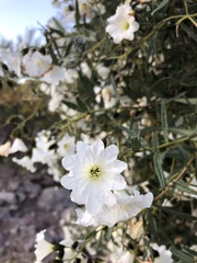Cordia decandra