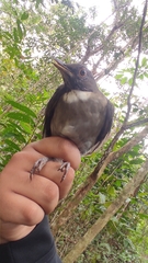 Turdus albicollis