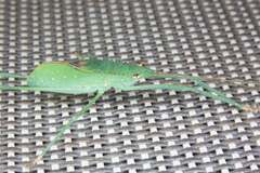 Chloracantha angularis