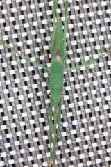 Chloracantha angularis