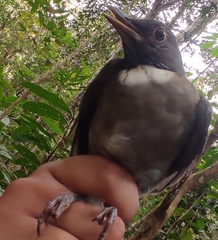 Turdus albicollis