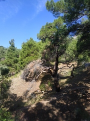 Pinus brutia pityusa