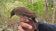Turdus albicollis
