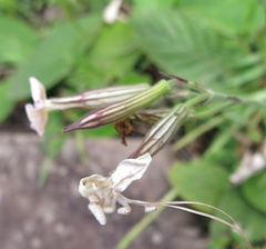 Silene undulata undulata