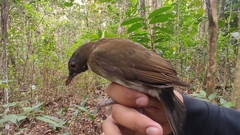 Turdus albicollis