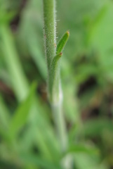 Silene undulata undulata