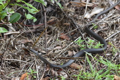 Coluber constrictor paludicola