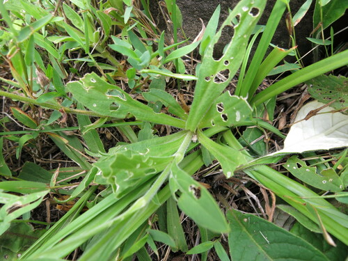 Image of Silene undulata by no rights reserved