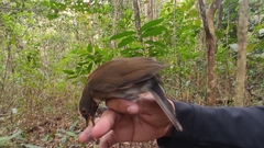 Turdus albicollis