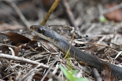 Coluber constrictor paludicola
