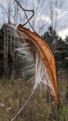 Asclepiadeae