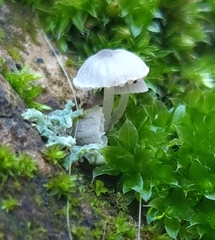 Mycena pseudocorticola