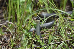Coluber constrictor paludicola
