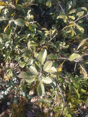 Pyrus elaeagrifolia