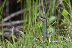 Coluber constrictor paludicola