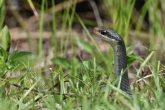 Coluber constrictor paludicola