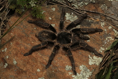 Grammostola vachoni