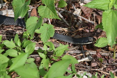 Coluber constrictor paludicola