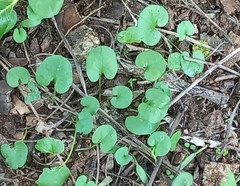 Dichondra micrantha