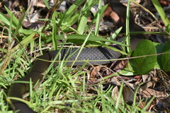 Coluber constrictor paludicola