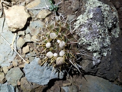 Parodia mammulosa