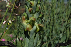 Disa physodes