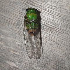 Cicadidae
