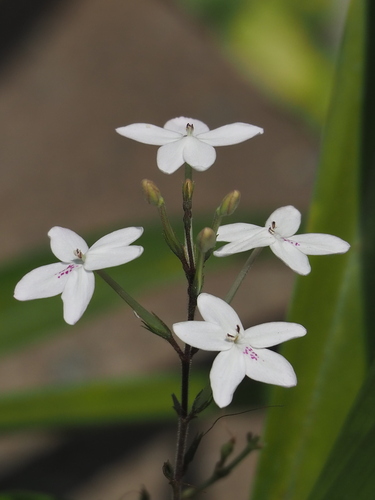 Pseuderanthemum variabile
