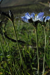 Aristea nigrescens