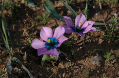 Moraea versicolor