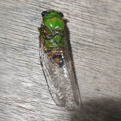 Cicadidae