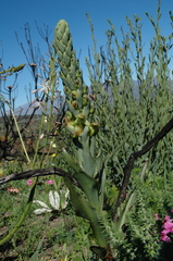 Disa physodes
