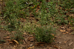 Parthenium hysterophorus image