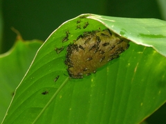 Protopolybia exigua