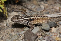 Liolaemus darwinii