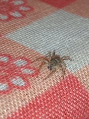 Saitis variegatus