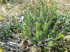 Euryops virgatus
