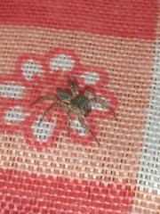 Saitis variegatus