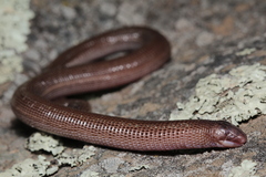 Amphisbaena darwinii