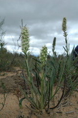 Echiostachys incanus