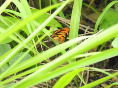 Byblia anvatara