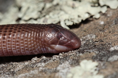 Amphisbaena darwinii