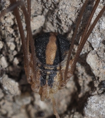 Cosmobunus granarius