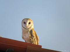 Tyto alba tuidara