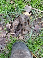 Canis lupus italicus