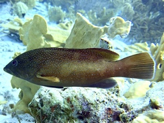 Cephalopholis fulva