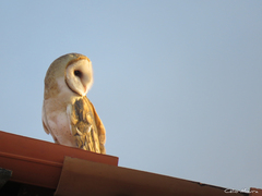 Tyto alba tuidara