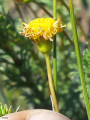 Euryops virgatus