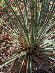 Yucca