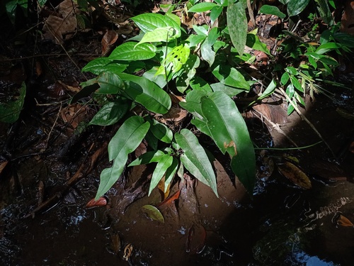 Syngramma alismifolia observed 2022-11-20